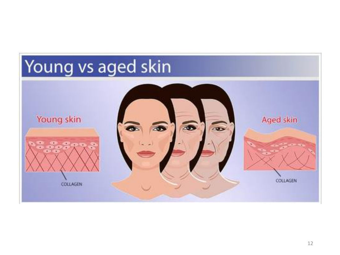 Young vs aged skin — คอลลาเจนในผิวอ่อนเยาว์หนาแน่นกว่าผิวสูงวัย